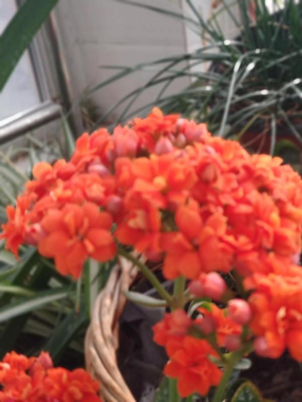 養花種草的幸福 養花種草的幸福