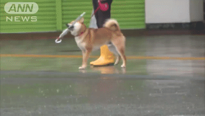 每當下雨天，這隻柴總會叼著傘出門...網友：還怪精緻的