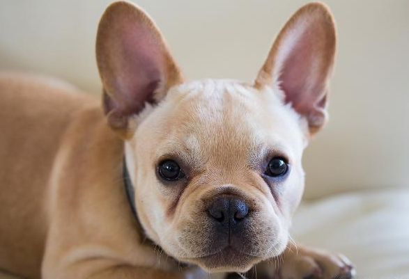 法國鬥牛犬經常吃太鹹,傷害很大,尤其是這幾點 法國鬥牛犬經常吃太鹹,傷害很大,尤其是這幾點