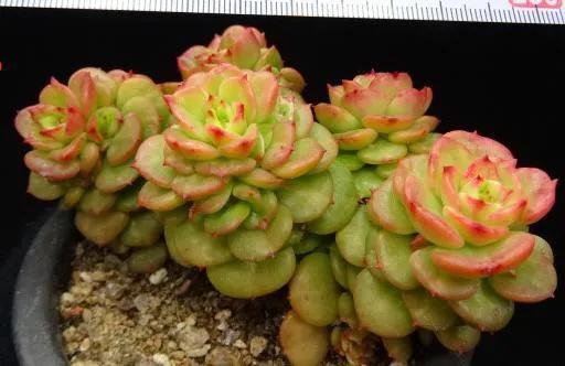 冬季生長的十種多肉？