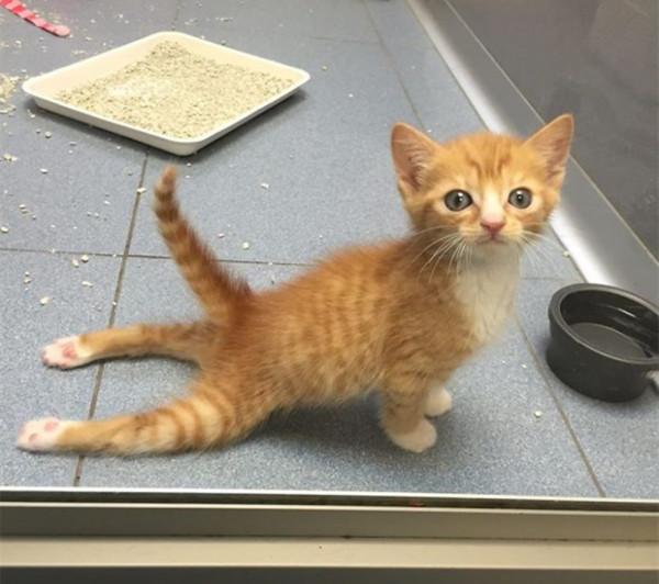 虎毒不食子，為什麼有些母貓會吃掉自己的幼崽？