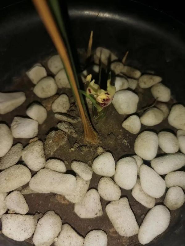 捂蘭花“老頭”樂趣(2) 捂蘭花“老頭”樂趣(2)