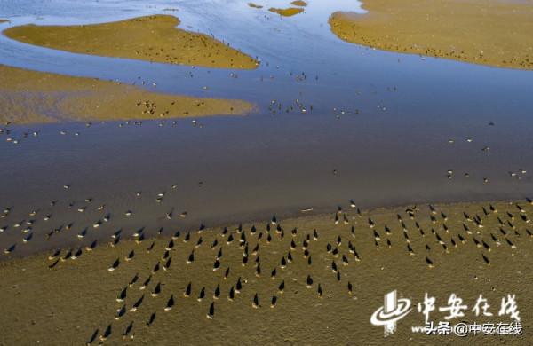 安徽池州：升金湖萬鳥翩躚水雲間「組圖」