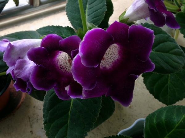 家庭養花:最值得入手的大巖桐,又名大富貴,旺運又好養漂亮 家庭養花:最值得入手的大巖桐,又名大富貴,旺運又好養漂亮