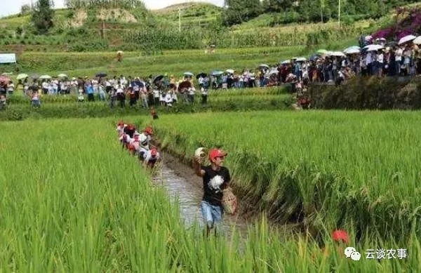 快看——稻田裡的那條魚