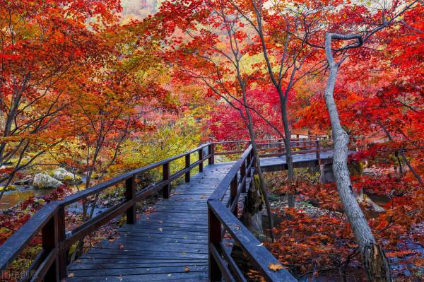 香山附近免費且人少的賞紅葉佳境，湖光山色、紅葉漫山