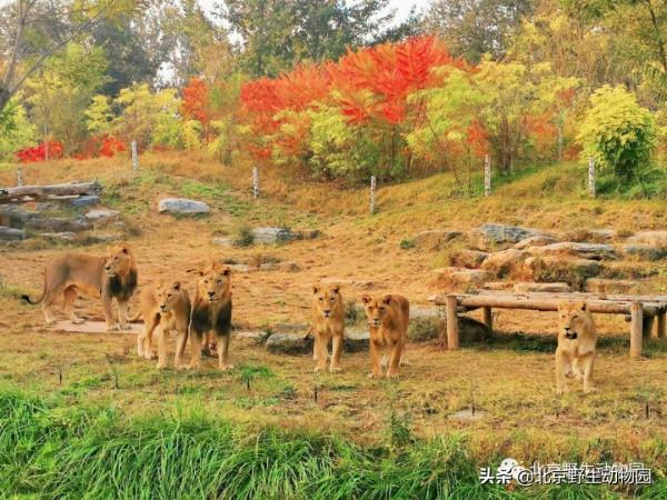 深秋時節，與動物相遇