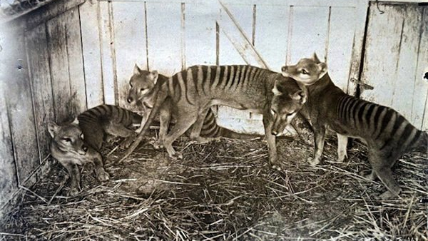 澳大利亞山羊也能氾濫,破壞生態讓人無可奈何,為何不用吃來解決 澳大利亞山羊也能氾濫,破壞生態讓人無可奈何,為何不用吃來解決