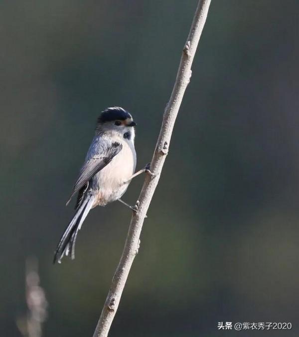 攬月灣的銀喉長尾山雀 攬月灣的銀喉長尾山雀