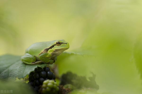 自負的青蛙與大廚的美味佳餚 自負的青蛙與大廚的美味佳餚