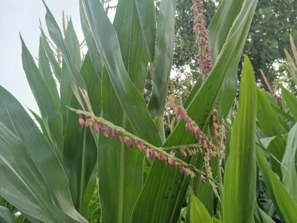 老農常說,玉米打了頭,勁大似如牛,是真的嗎?玉米去頭能增產? 老農常說,玉米打了頭,勁大似如牛,是真的嗎?玉米去頭能增產?