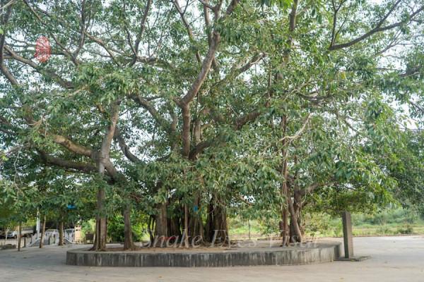 海南古村落----羅驛村