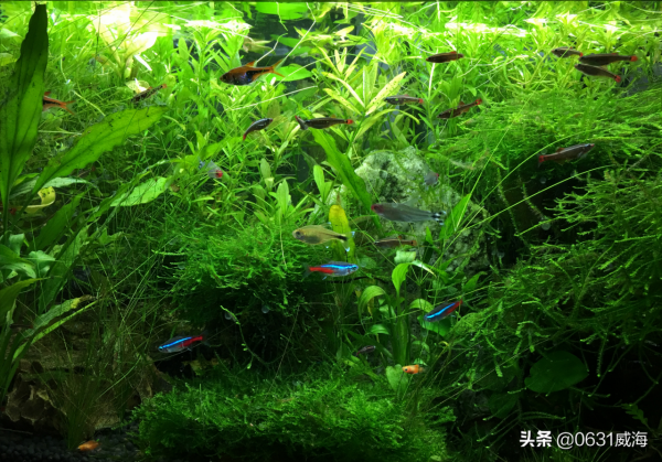 魚缸裡的魚便被很多人誤認為有害無益，其實魚便合理存在有用