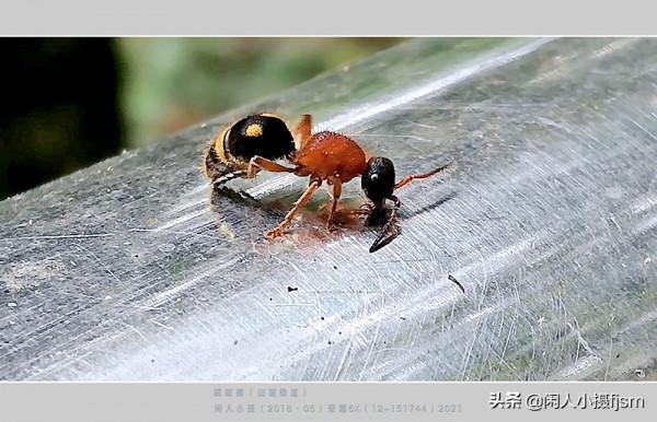 昆蟲攝影：絨蟻蜂，聽說過嗎？戶外遇上了，你會認為是隻螞蟻嗎？