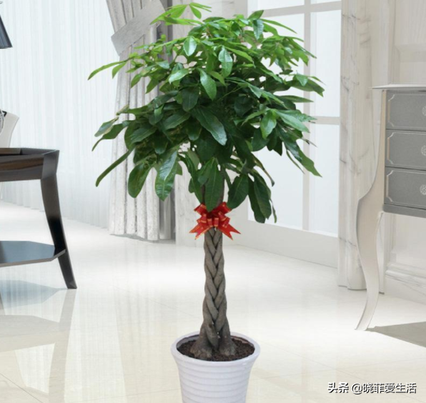 容易被水澆死的“14種花”，手太勤反而養不活