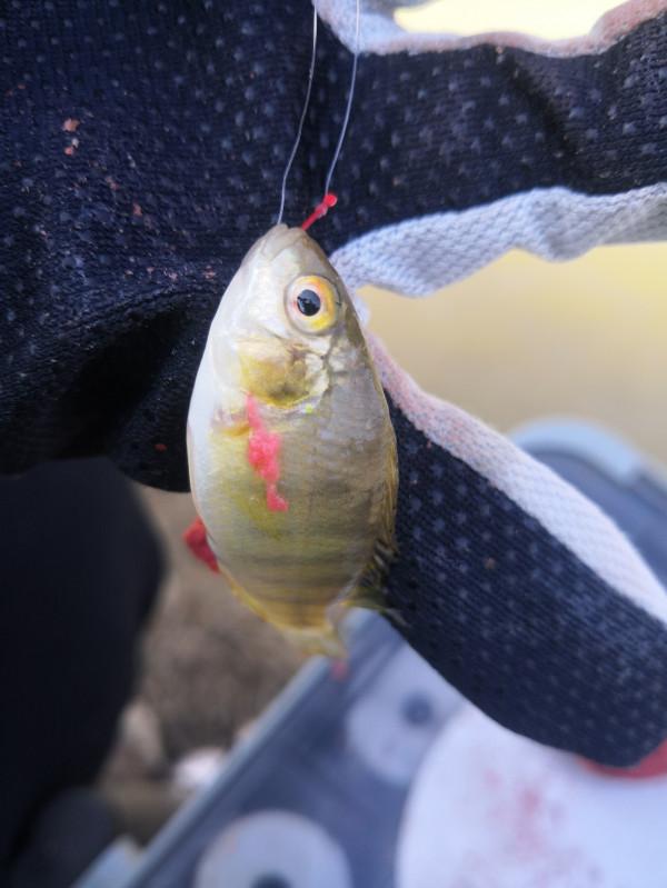 梅姐成功霸佔老公釣位,迎來新年開門紅 梅姐成功霸佔老公釣位,迎來新年開門紅