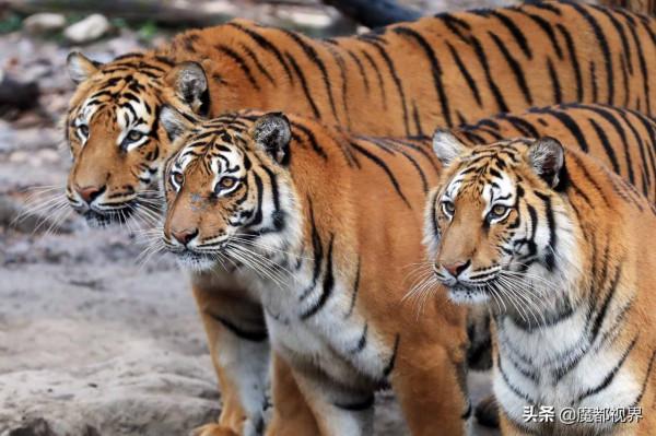 虎頭虎腦 虎虎生威 這波老虎表情包值得擁有