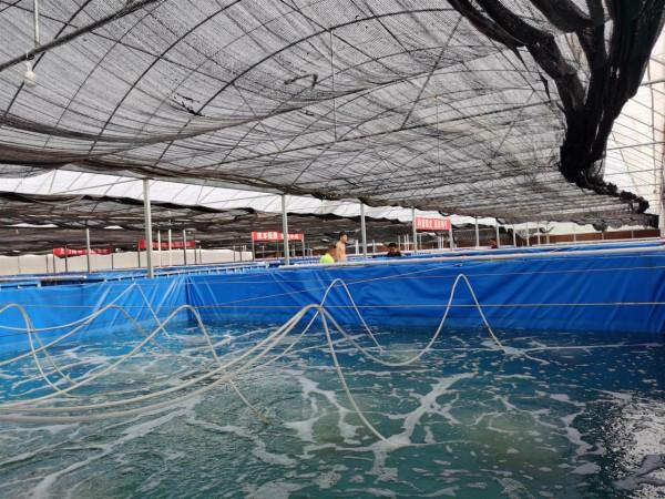 小夥投資20萬建大棚高密度養蝦，9個養蝦池一個1000斤，賺多少錢