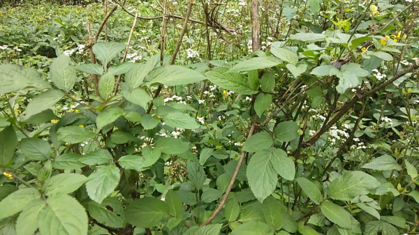 大叔煩惱的接骨草，挖回家煮水泡腳，舒筋活血，變廢為寶