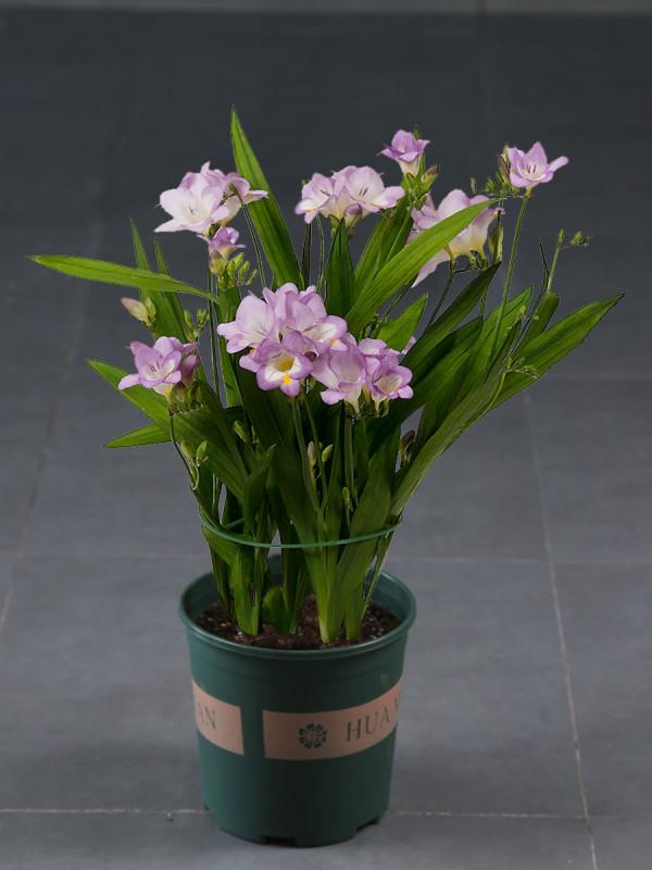 “24種”適合冬天種植的花草,現在種,來年春天花開滿園 “24種”適合冬天種植的花草,現在種,來年春天花開滿園
