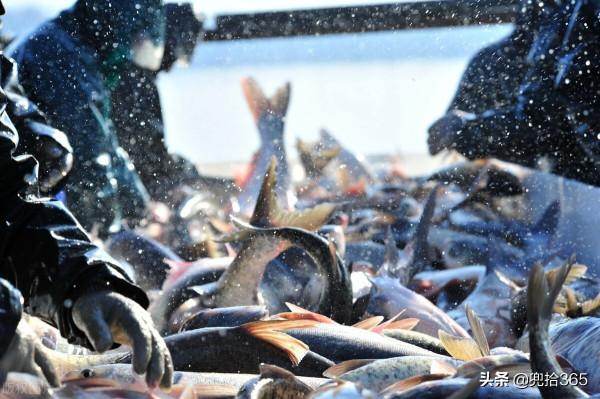 六旬大爺自創抓魚獨門絕技，10分鐘腳踩22條，收穫遠超專業釣魚人
