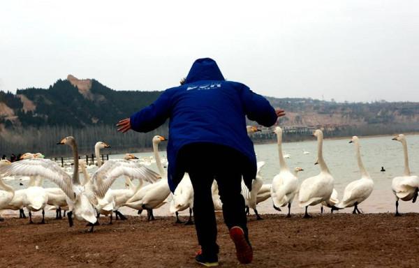 新春走基層｜平陸三灣：白天鵝伴你共迎新春