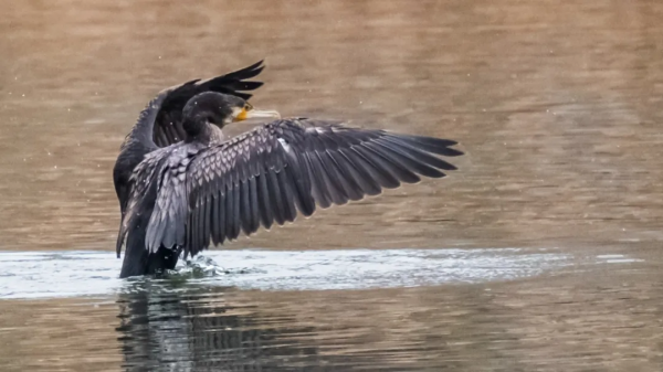 「山西鳥類圖鑑」| 鸕鷀