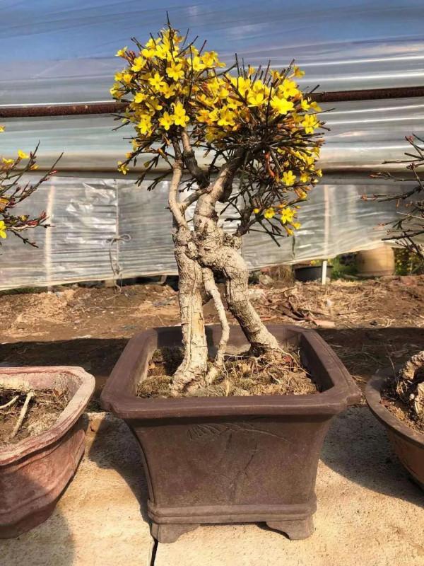 迎春盆景，居家擺置，迎春納福