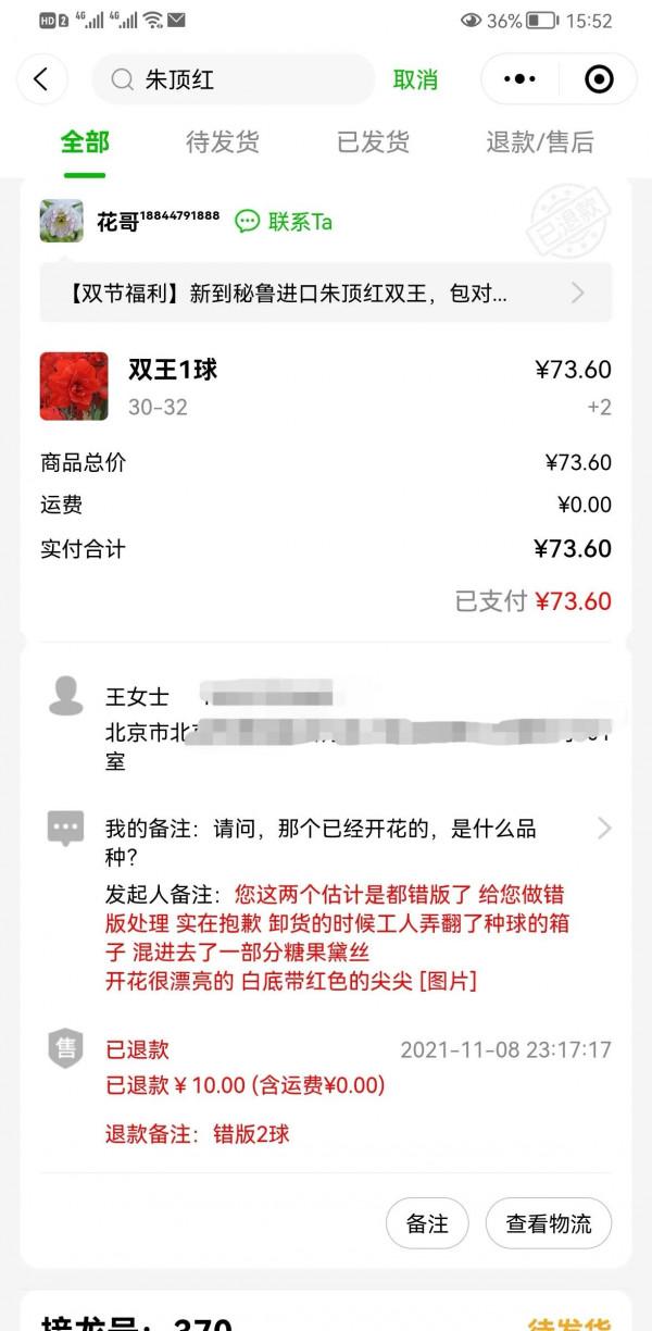 我的朱頂紅（三）