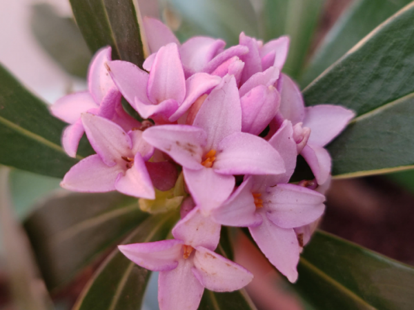 花600塊買的大花蕙蘭，掉個苞20塊錢沒了，心疼···