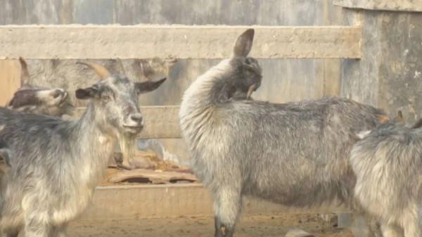 成武大學生返鄉當&OpenCurlyDoubleQuote;羊倌&rdquo;