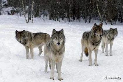 狼的戰鬥力有多強?相同體重條件下,任何狗都不是狼的對手 狼的戰鬥力有多強?相同體重條件下,任何狗都不是狼的對手