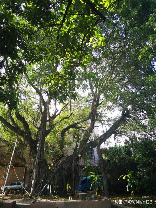 廣州新塘瓜嶺村遊記