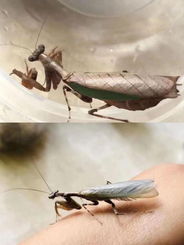 和孩子一起讀書,養昆蟲,認識大自然 和孩子一起讀書,養昆蟲,認識大自然