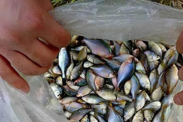 人稱“中國彩虹”，吃起來卻很苦，以前撈來餵鴨子，如今價格漲了