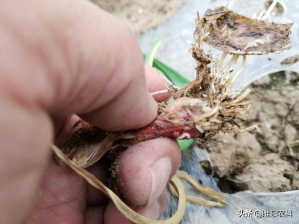 噻蟲嗪這些新的使用方法，操作更簡單，殺蟲效果更好