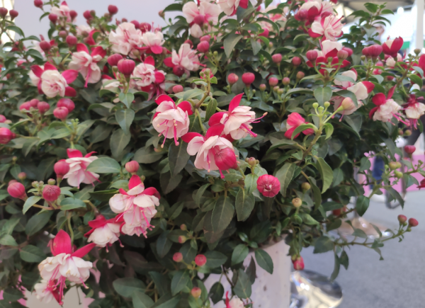 冬天養什麼花好?只要室內有暖氣,選擇這4種,怎麼養都開花 冬天養什麼花好?只要室內有暖氣,選擇這4種,怎麼養都開花