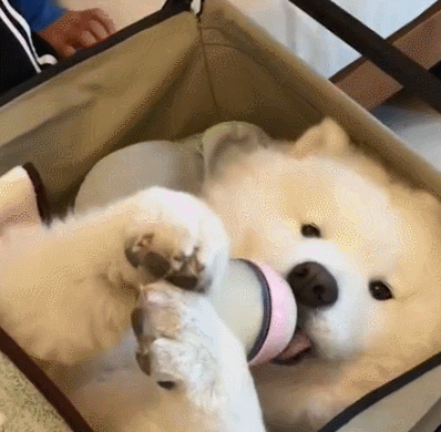 小朋友們玩“過家家”，讓汪躺在嬰兒車裡喝奶：果然是一物降一物