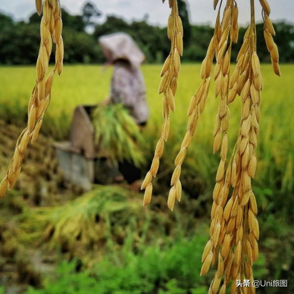 今日秋分 | 豐收的季節來了，金色田野惹人醉