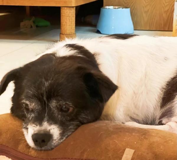 寵物多喝水裝備,遠離腎臟疾病 寵物多喝水裝備,遠離腎臟疾病