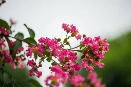 分享——紫薇花