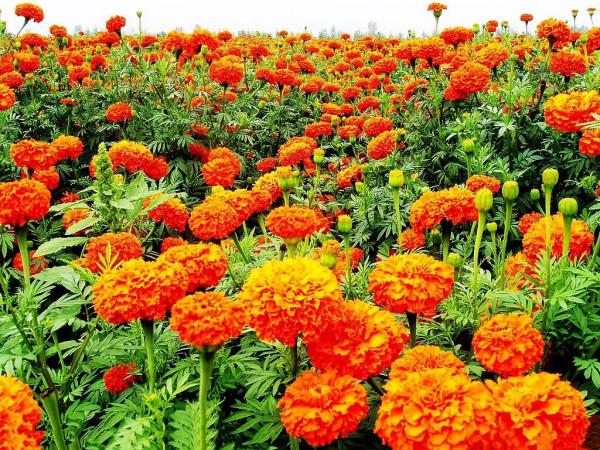 萬壽菊及常見品種介紹 萬壽菊及常見品種介紹