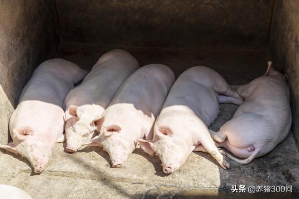 育肥豬的三大規律、兩大方法、六大因素、四大步驟 育肥豬的三大規律、兩大方法、六大因素、四大步驟