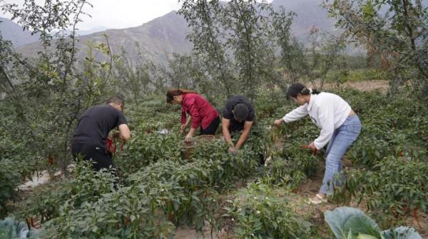 女大學生回村創業種植辣椒,成最美“辣妹子” 女大學生回村創業種植辣椒,成最美“辣妹子”
