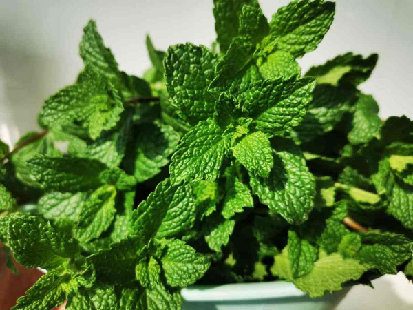 衛生間放4種花，臭味通通跑光，淨化空氣有一手