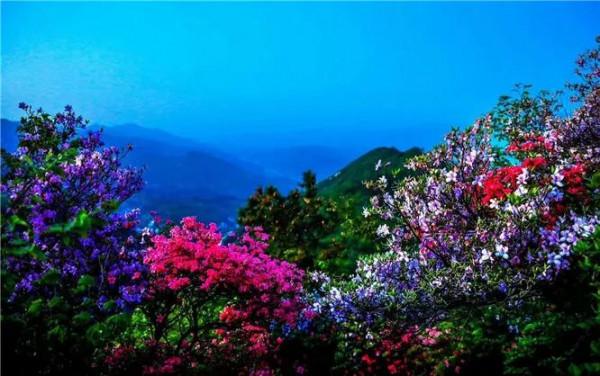 英山天馬寨杜鵑花海