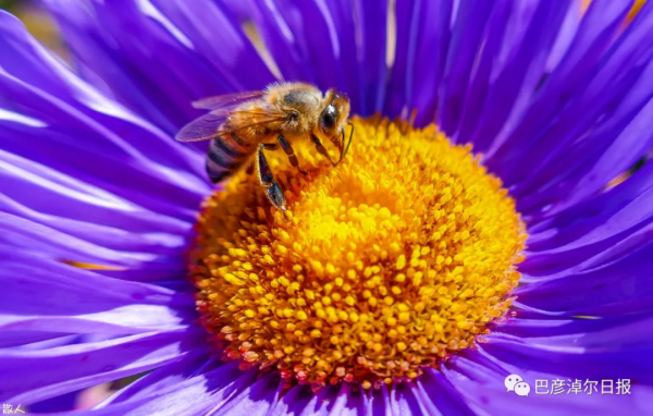 莫道秋風冷,正是賞菊時 莫道秋風冷,正是賞菊時