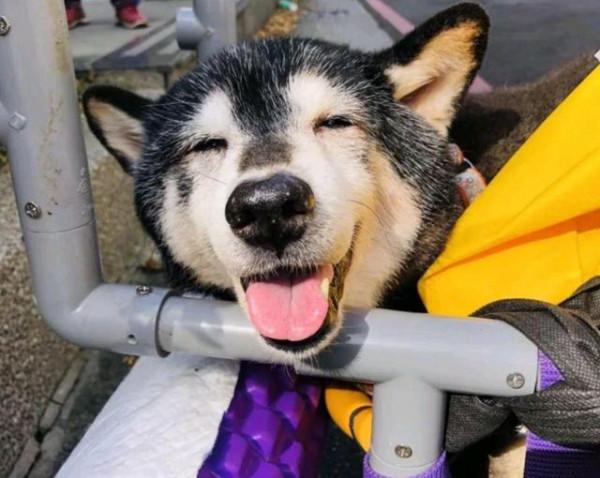 16歲狗狗將接受安樂死，主人帶它曬最後一次太陽，重溫感動回憶