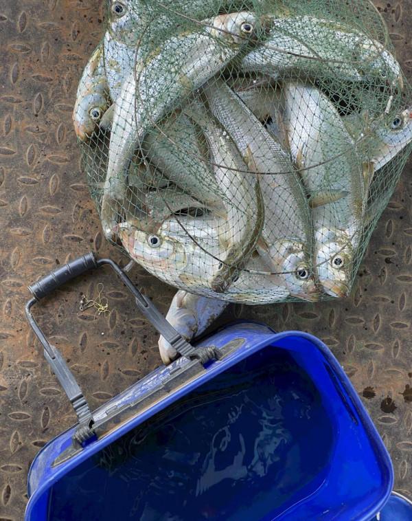 河裡翹嘴魚太多,小夥在網上凡爾賽稱很煩,結果第二天岸邊都是人 河裡翹嘴魚太多,小夥在網上凡爾賽稱很煩,結果第二天岸邊都是人