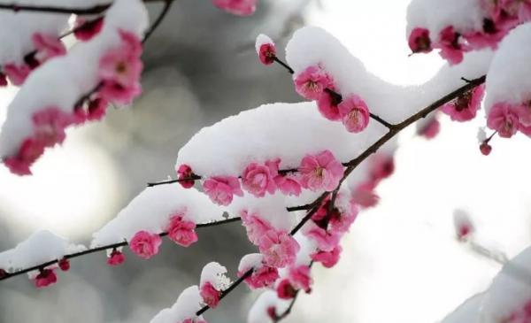 3種“耐寒花”，零下30度都凍不死！很適合秋天栽種